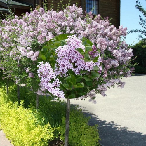 Syringa 'Parfum de Nature' - Sirel 'Parfum de Nature' tüvevorm C3/3L